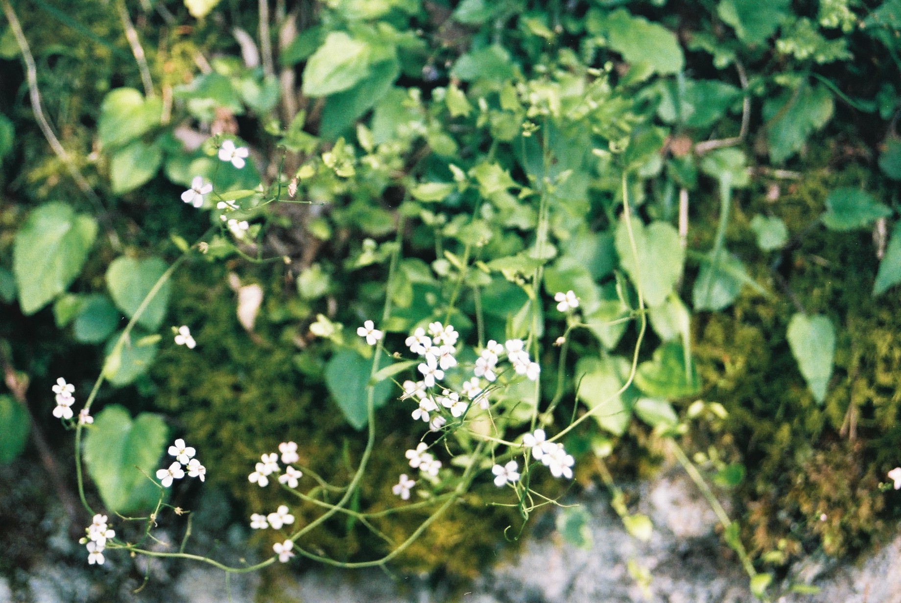 Tiny white colored flowers in daylight. ©2015 Yuko Yamada