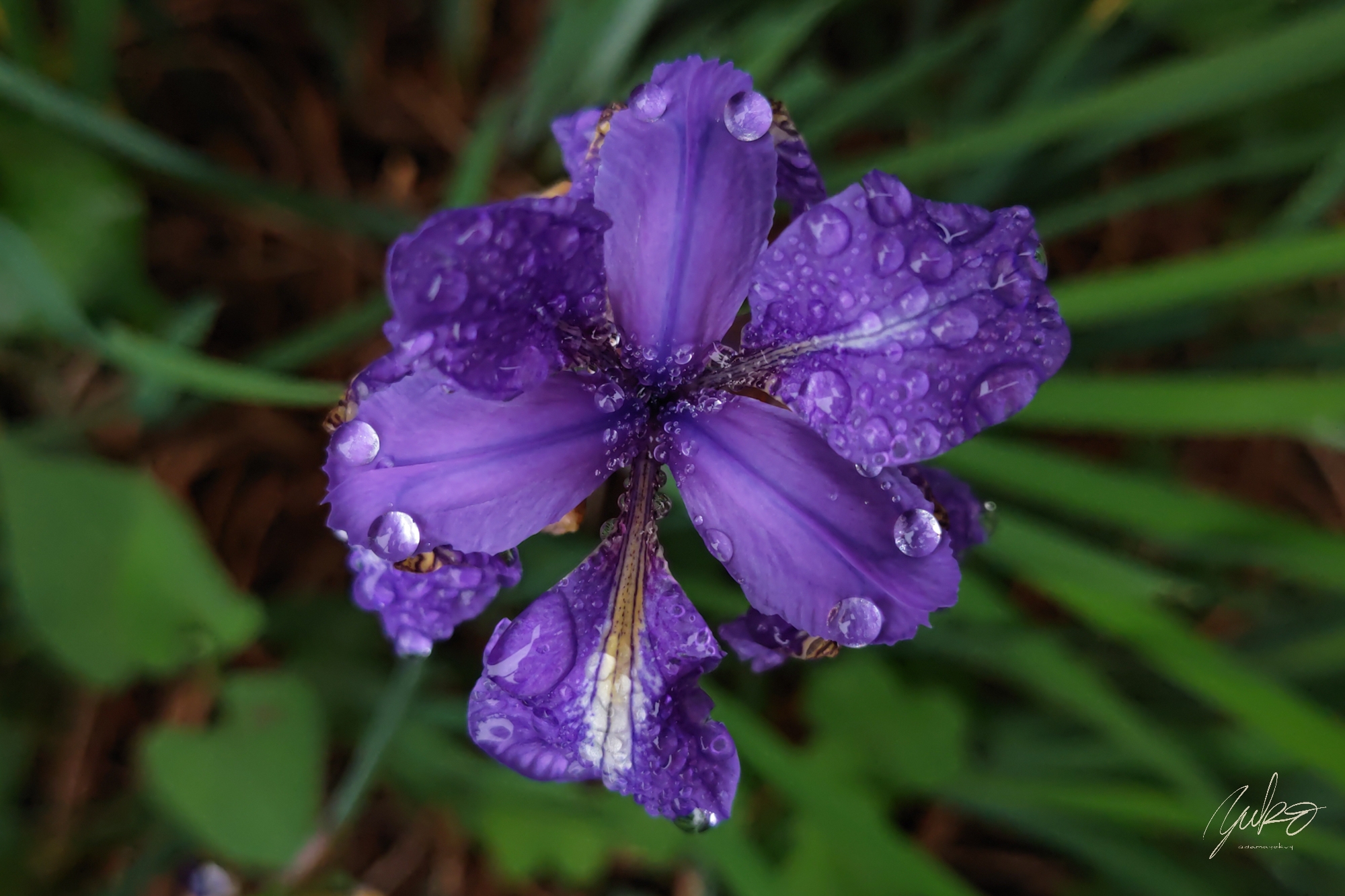 Overhead shot of blooming Siberian iris in a domestic garden on a rainy day. This image was photographed in May 2023, Hiroshima, Japan. ©2023 Yuko Yamada. All Rights Reserved.